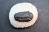 BARRANDEOPS ovatus -Emsien - Jbel Oufaten, MAROC