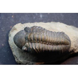 BARRANDEOPS ovatus -Emsien - Jbel Oufaten, MAROC