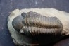 BARRANDEOPS ovatus - Emsian - Jbel Oufaten, MOROCCO