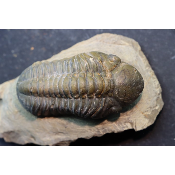 BARRANDEOPS ovatus -Emsien - Jbel Oufaten, MAROC