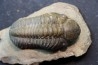 BARRANDEOPS ovatus -Emsien - Jbel Oufaten, MAROC