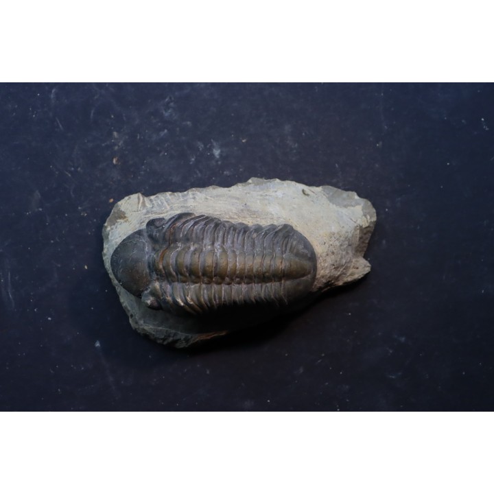 BARRANDEOPS ovatus -Emsien - Jbel Oufaten, MAROC
