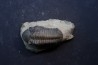 BARRANDEOPS ovatus - Emsian - Jbel Oufaten, MOROCCO