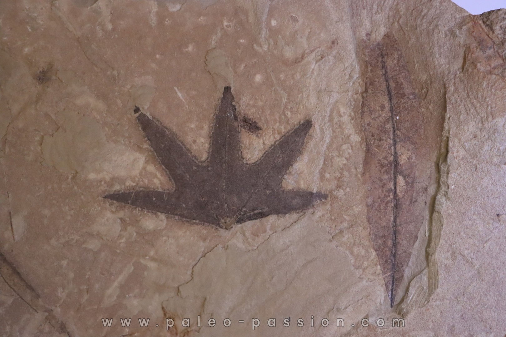 feuille de Platanus wyomingensis Eocene - Utah, USA