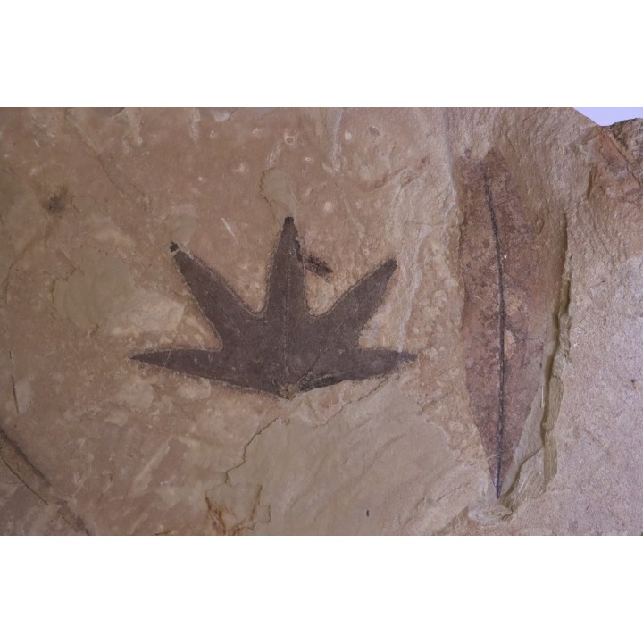 feuille de Platanus wyomingensis  Eocene - Utah, USA