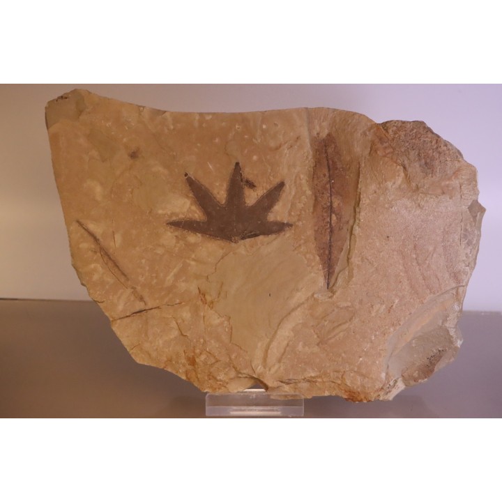 Sycamore - Platanus wyomingensis - Populus willmattae