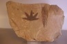 Sycamore - Platanus wyomingensis - Populus willmattae