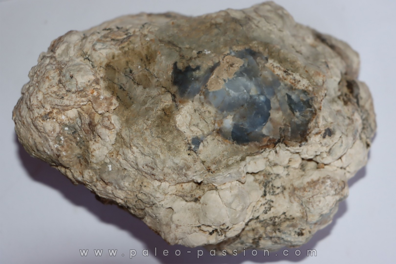 coprolithe de dinosaure - jurassique - Morrison Formation