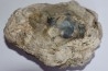dinosaur coprolithe - jurassic - Morrison Formation