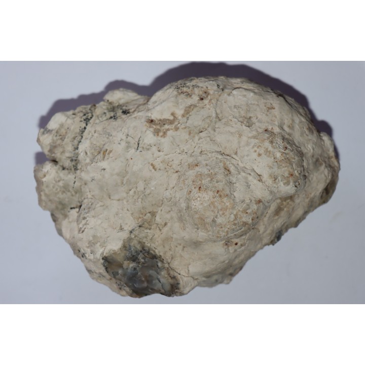 dinosaur coprolithe - jurassic - Morrison Formation