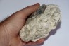 dinosaur coprolithe - jurassic - Morrison Formation