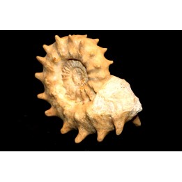 Peltoceras athleta - upper callovian - Montreuil-Bellay - FRANCE
