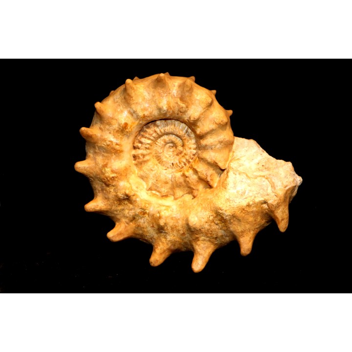 Peltoceras athleta - upper callovian - Montreuil-Bellay - FRANCE