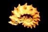 Peltoceras athleta - upper callovian - Montreuil-Bellay - FRANCE