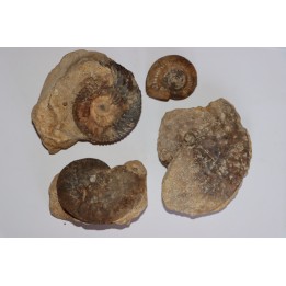collection d'ammonites du bathonien de la Nievre- FRANCE