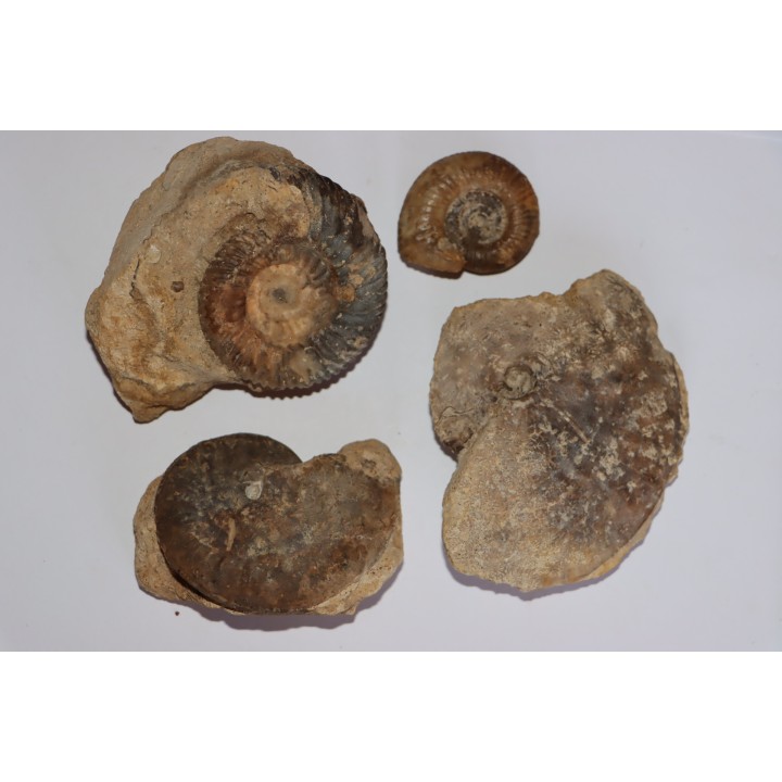 collection d'ammonites du bathonien de la Nievre- FRANCE