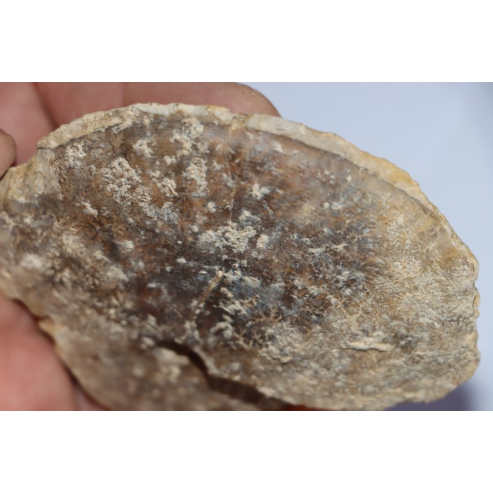 set of  4 indertermined ammonites - bathonian - Nièvre - FRANCE