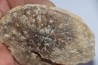 set of  4 indertermined ammonites - bathonian - Nièvre - FRANCE