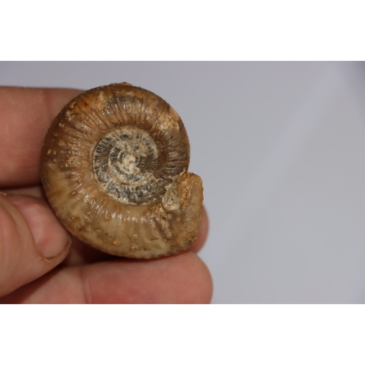 set of  4 indertermined ammonites - bathonian - Nièvre - FRANCE