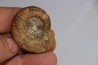 collection d'ammonites du bathonien de la Nievre- FRANCE