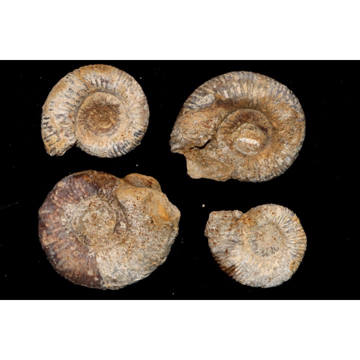 collection d'ammonites du bathonien de la Nievre- FRANCE