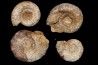 collection d'ammonites du bathonien de la Nievre- FRANCE