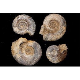 collection d'ammonites du bathonien de la Nievre- FRANCE