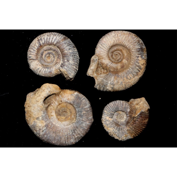 collection d'ammonites du bathonien de la Nievre- FRANCE