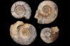 collection d'ammonites du bathonien de la Nievre- FRANCE