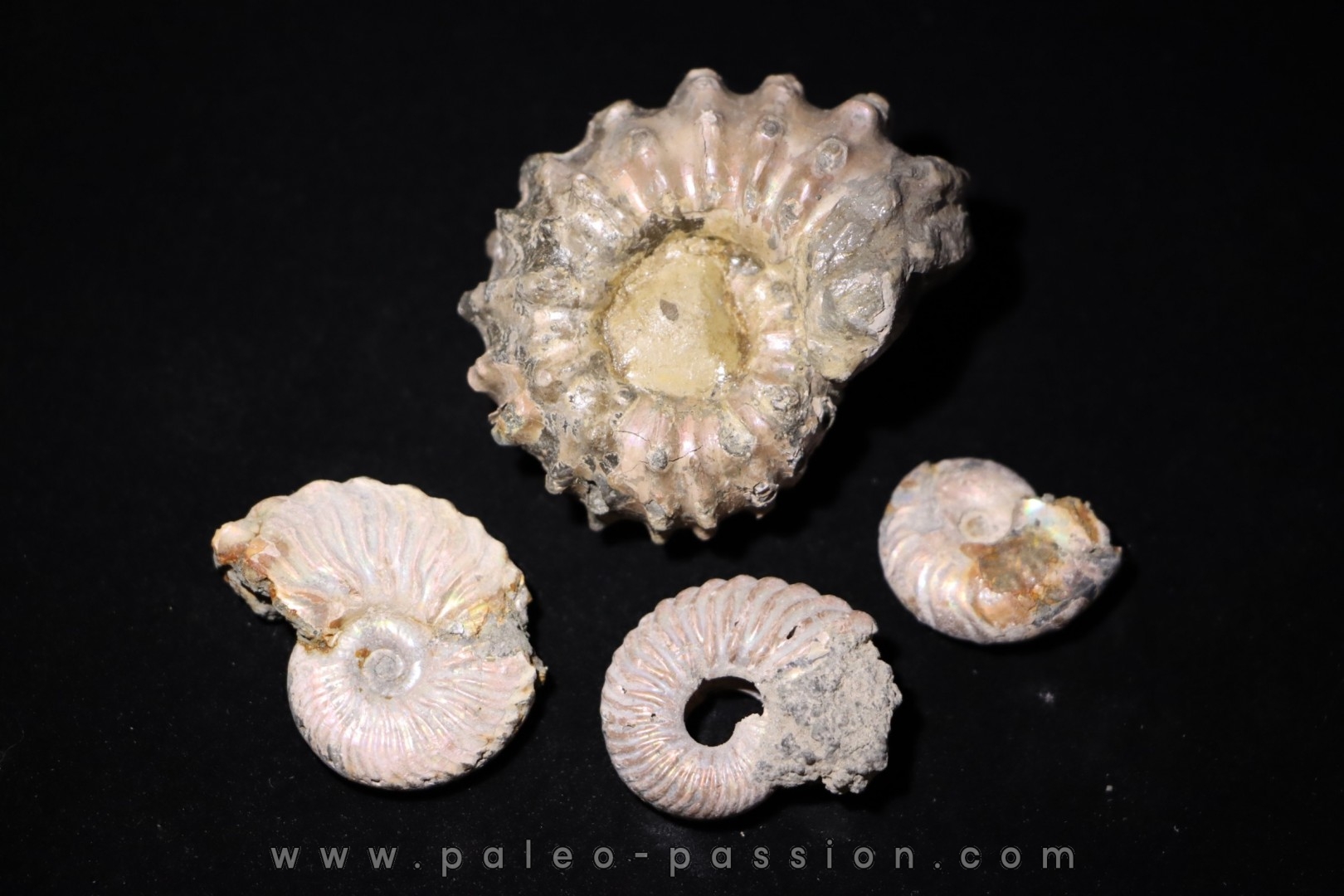 lot de 4 ammonites à determiner - albien - Bully -76- FRANCE