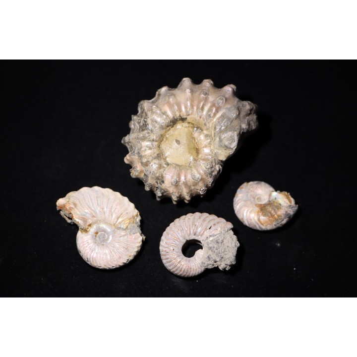 lot de 4 ammonites à determiner - albien - Bully -76- FRANCE