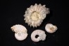 lot de 4 ammonites à determiner - albien - Bully -76- FRANCE