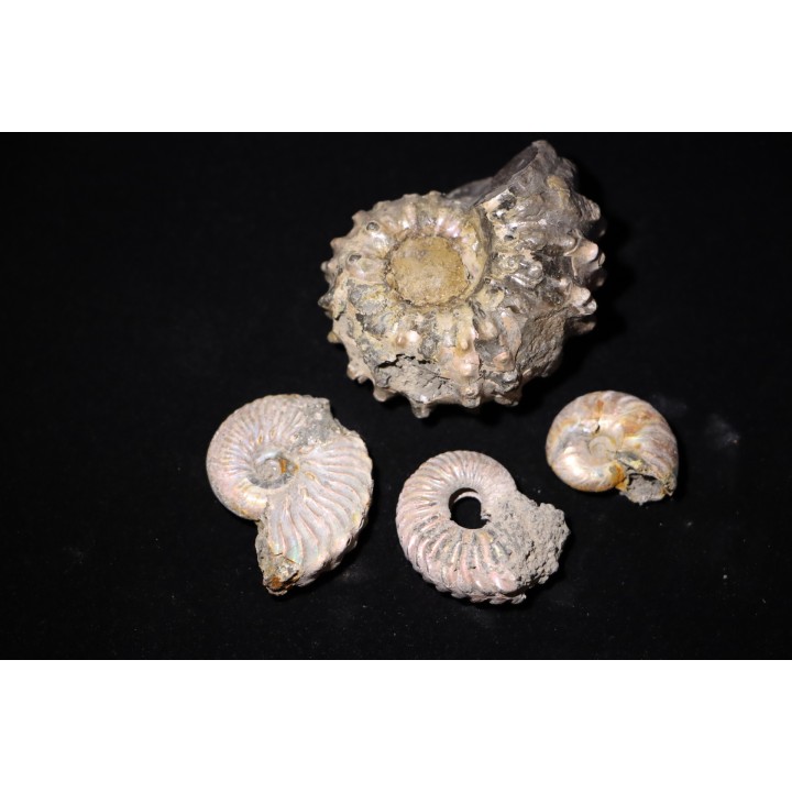 lot de 4 ammonites à determiner - albien - Bully -76- FRANCE