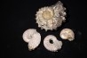 set of  4 indertermined ammonites -- albian - Bully -76- FRANCE
