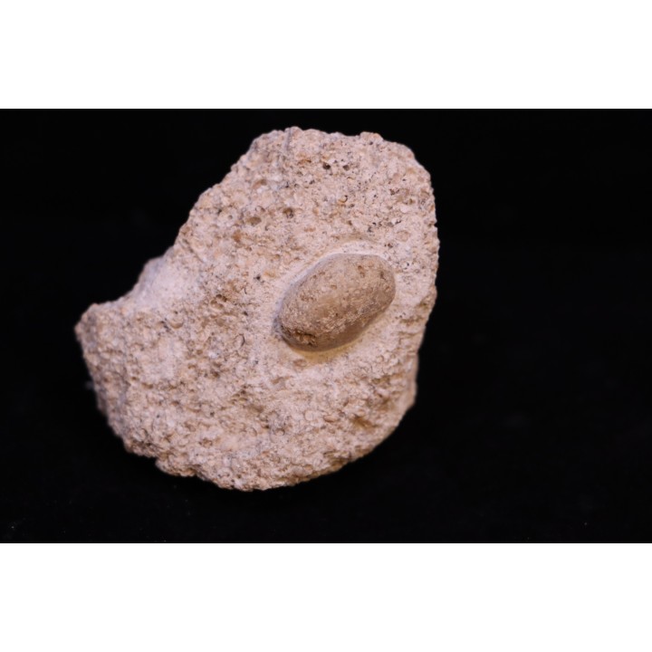 SNAKE EGG - OPHIDIENOVUM sp. (2)