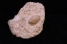 SNAKE EGG - OPHIDIENOVUM sp. (2)