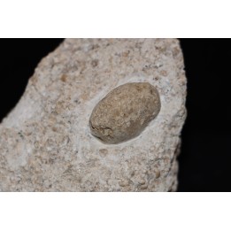 SNAKE EGG - OPHIDIENOVUM sp. (2)