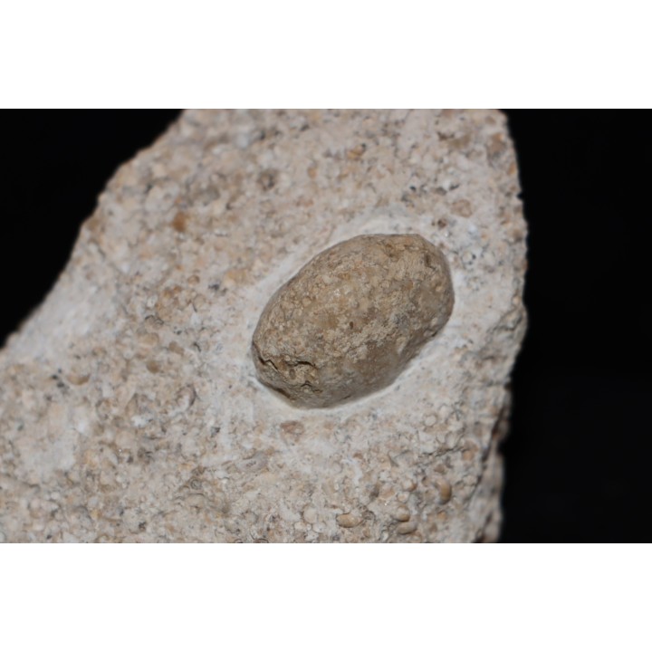 SNAKE EGG - OPHIDIENOVUM sp. (2)