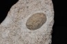 SNAKE EGG - OPHIDIENOVUM sp. (2)