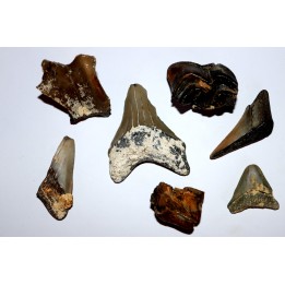 intéressante collection de fossiles de Touraine - Miocène - Touraine - France
