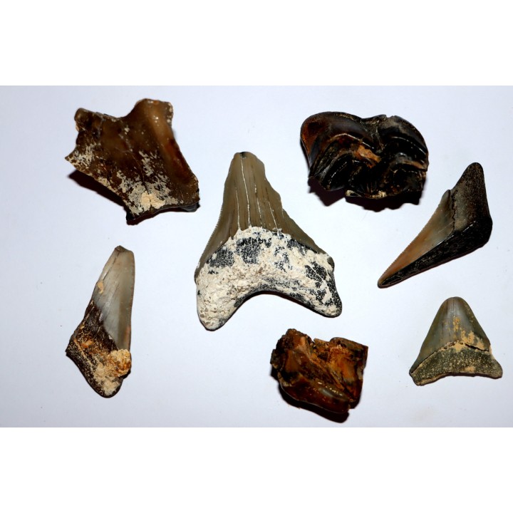intéressante collection de fossiles de Touraine - Miocène - Touraine - France