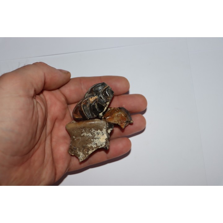 shark teeth: CARCHARODON MEGALODON