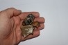 shark teeth: CARCHARODON MEGALODON