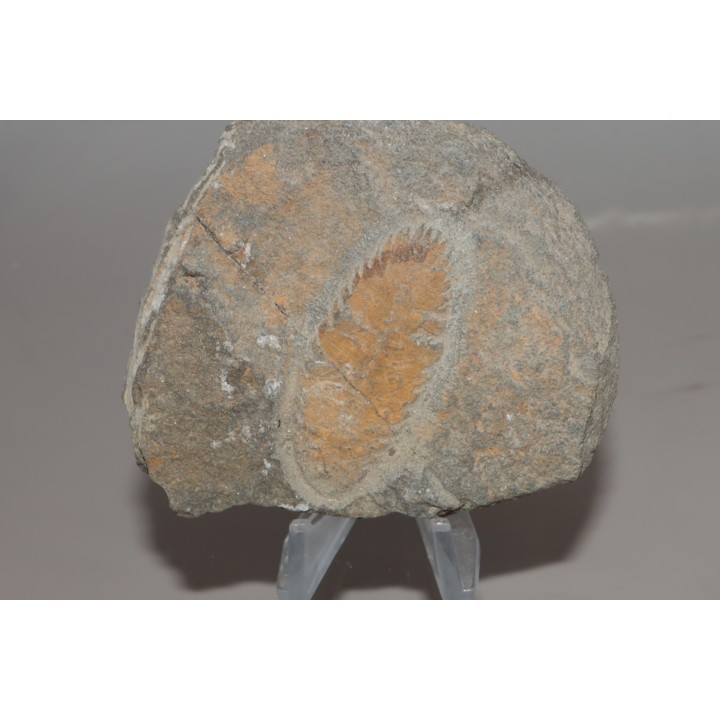 Plumulites bengstoni - Ordovician - El Kaid Erami, Morocco