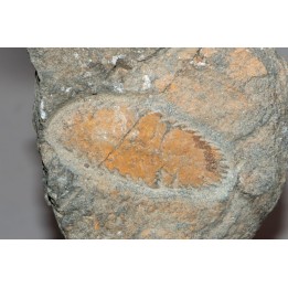 vers primitif: Plumulites bengstoni - Ordovicien  El Caid Rami, Maroc