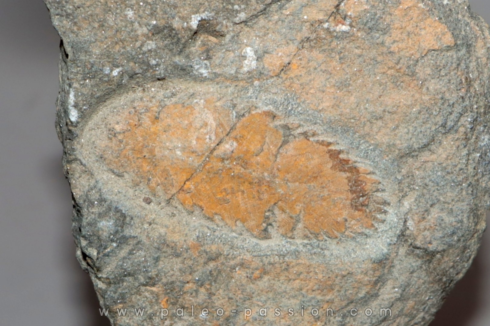 Plumulites bengstoni - Ordovician - El Kaid Erami, Morocco