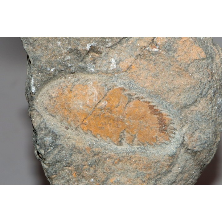 Plumulites bengstoni - Ordovician - El Kaid Erami, Morocco