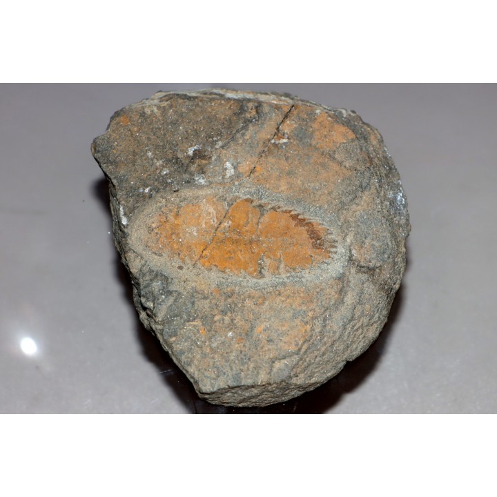 vers primitif: Plumulites bengstoni - Ordovicien  El Caid Rami, Maroc