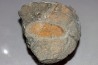 vers primitif: Plumulites bengstoni - Ordovicien El Caid Rami, Maroc
