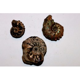 lot de 3 ammonites à determiner - albien - Angleterre
